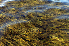 Habitat4